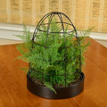 Asparagus Fern